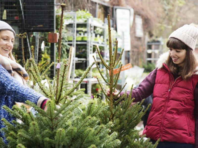 Tipps für den Tannenkauf: So findet ihr den schönsten Weihnachtsbaum