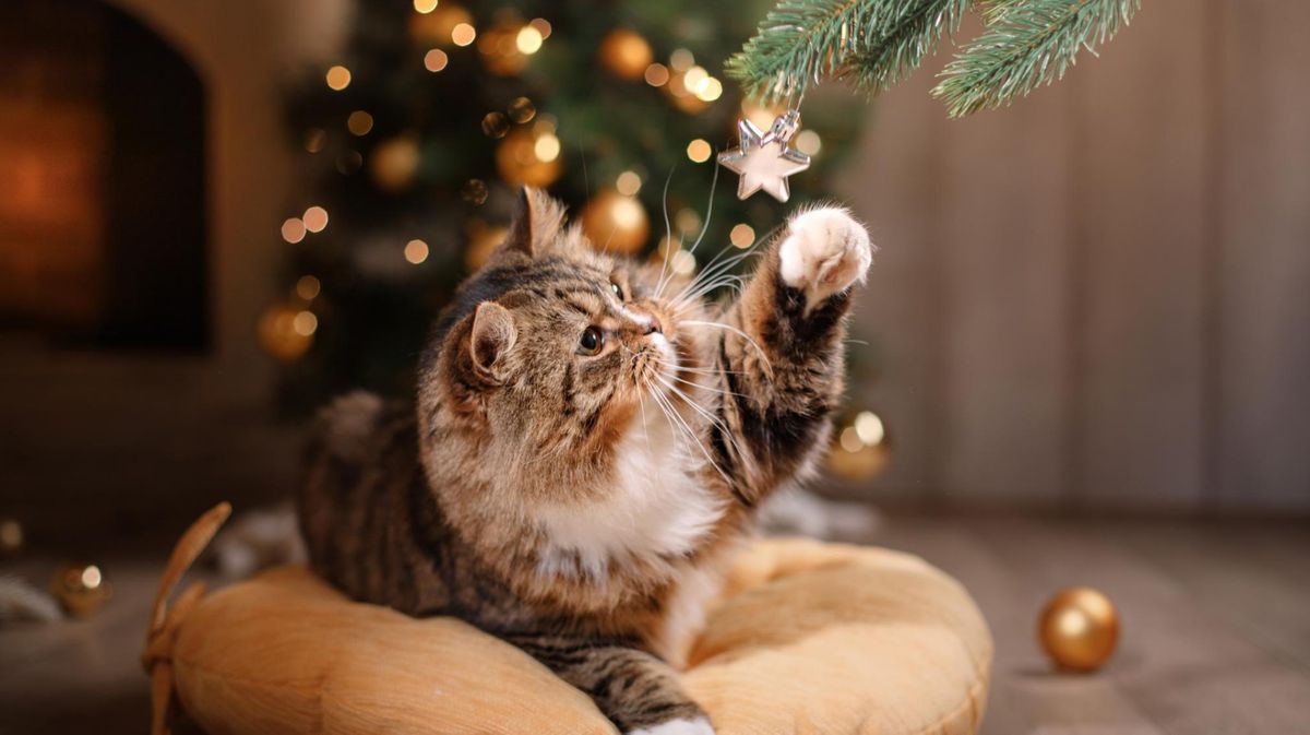 Gefahren für Haustiere an Weihnachten