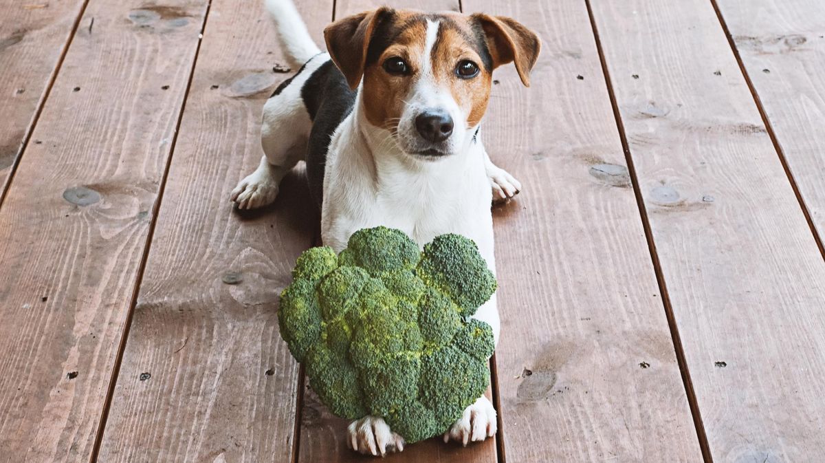 Veganuary: Kann ich meinen Hund vegan ernähren?