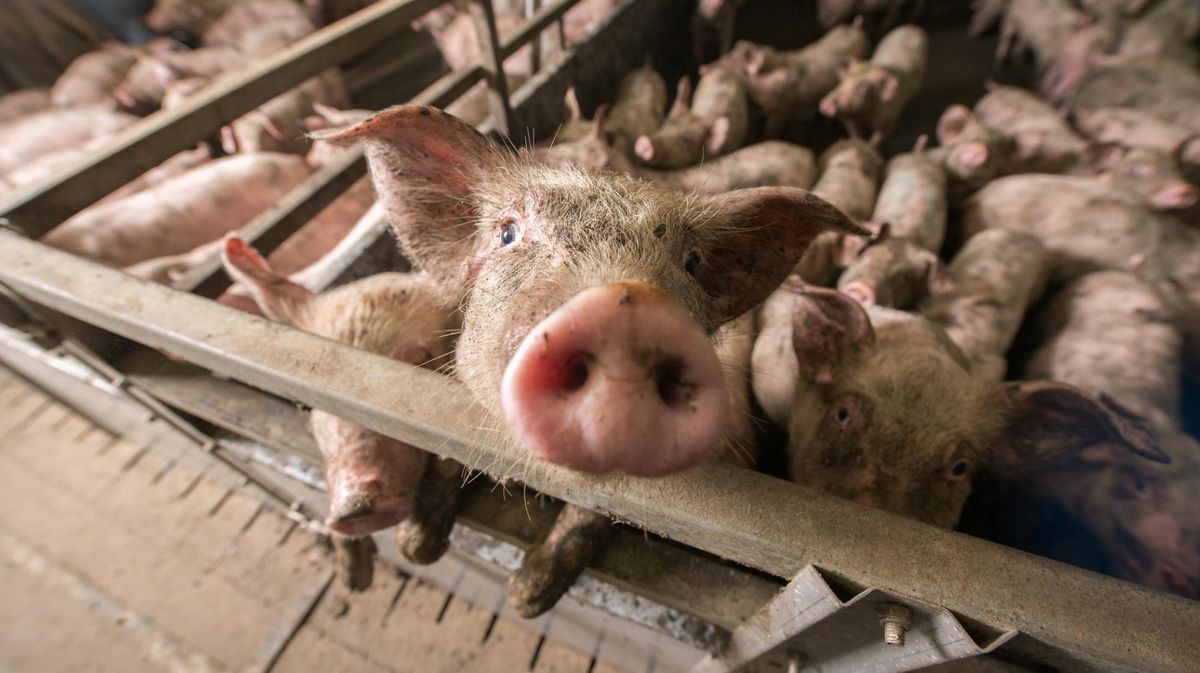 Warum es nicht ausreicht, nur kein Fleisch mehr zu essen