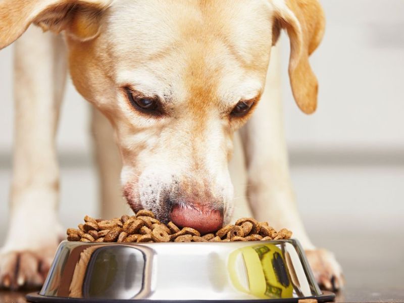 Hundefutter-Rückruf: Bei diesem Produkt drohen schwere Folgen!