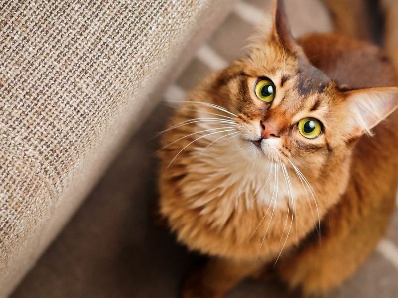 Katze starrt mich an: Darum halten Katzen Blickkontakt