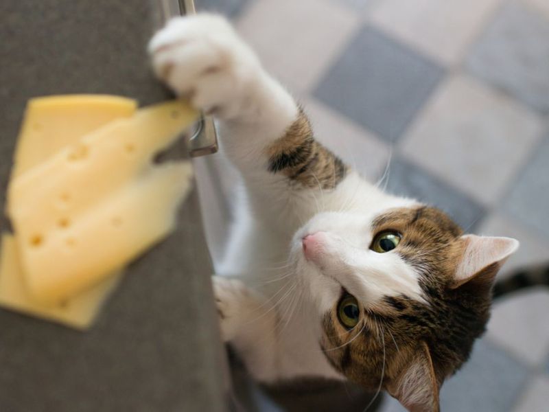 Dürfen Katzen Käse essen?
