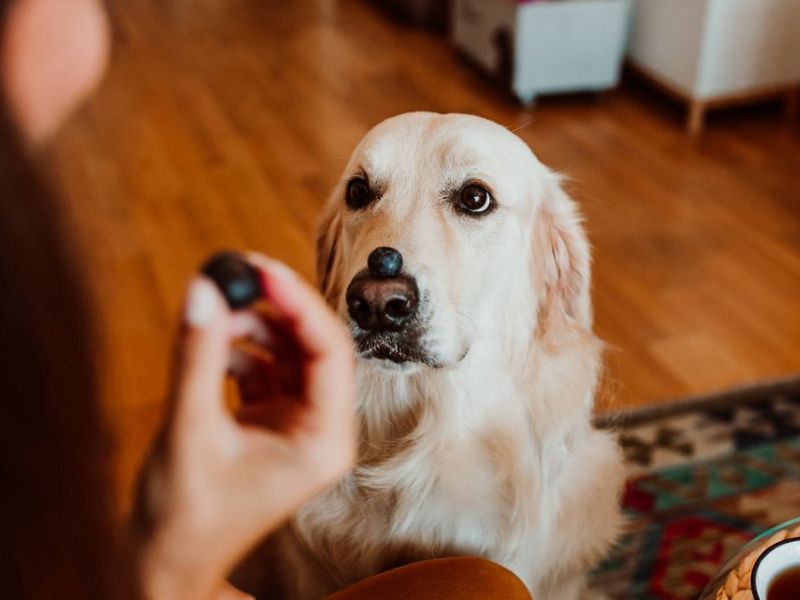 Haustier-Frage: Dürfen Hunde Blaubeeren essen?