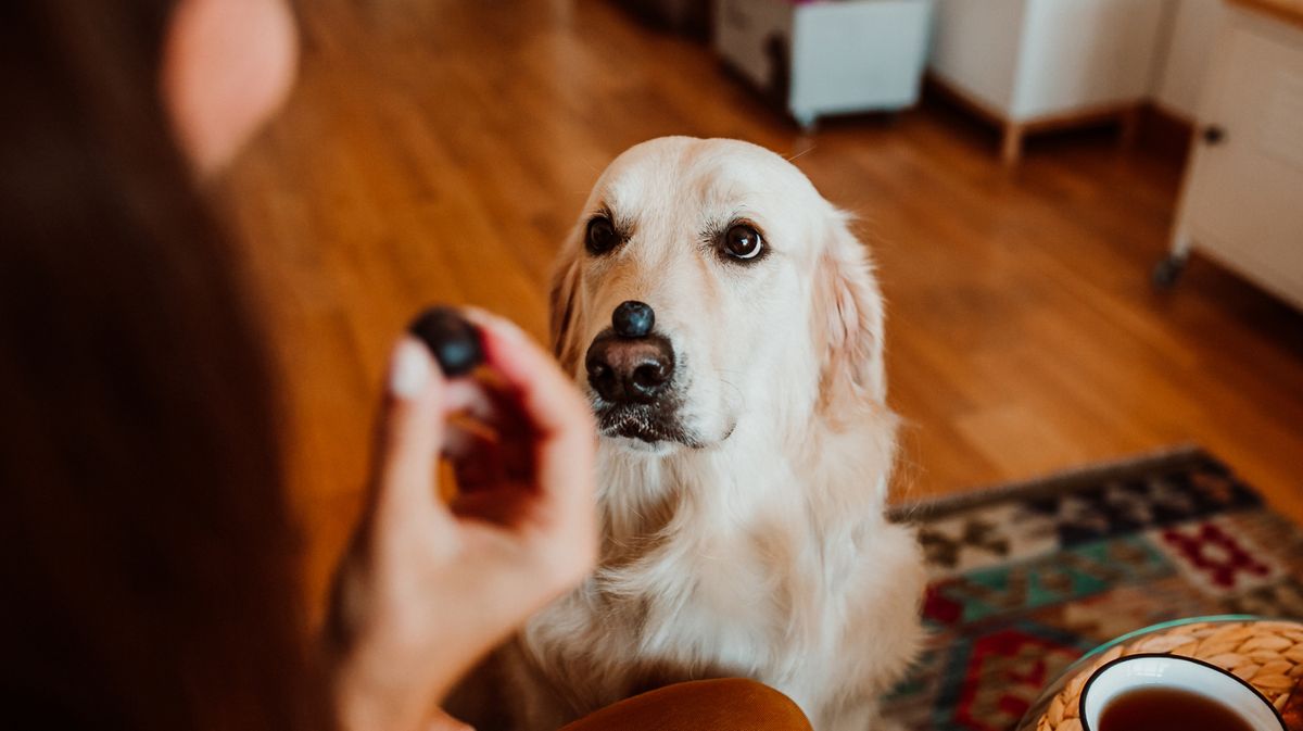 Haustier-Frage: Dürfen Hunde Blaubeeren essen?