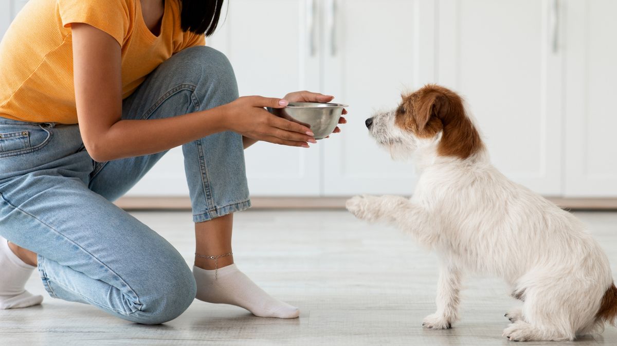 Warum du deinen Hund nicht nach 17 Uhr füttern solltest