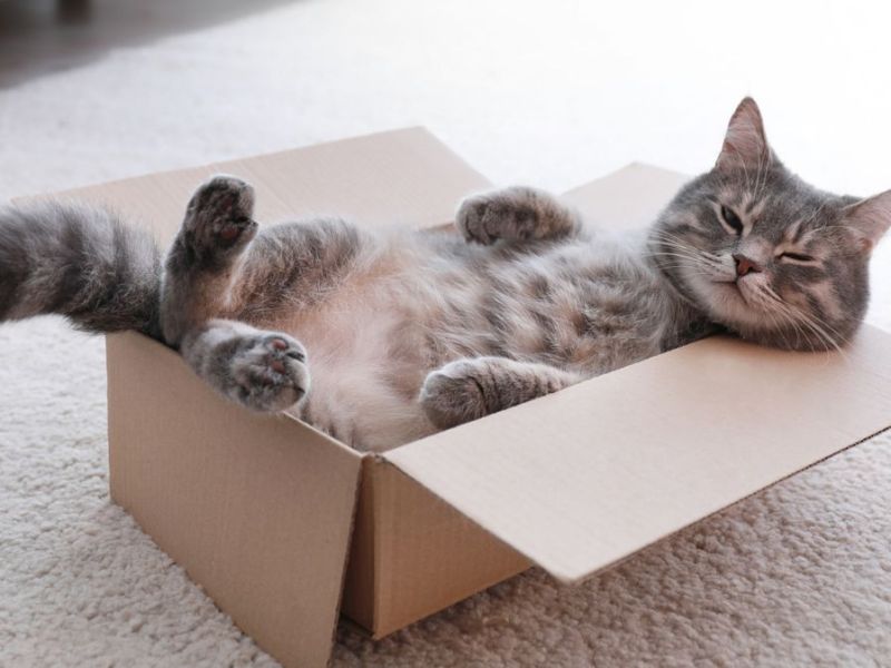 Darum sitzen Katzen gerne in Kartons