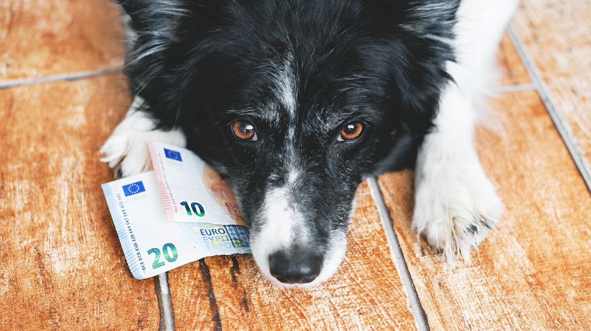 Wie viel kostet ein Hund?