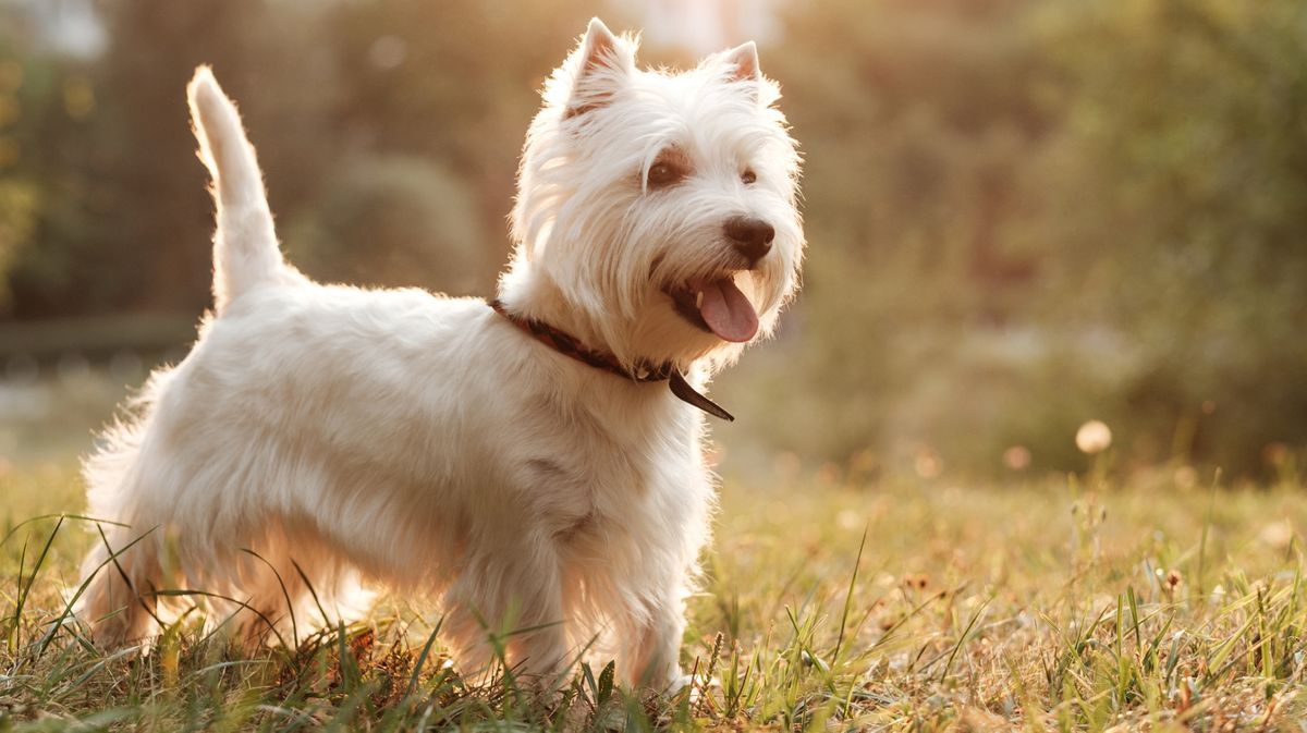 West Highland White Terrier (Westi) sind dafür bekannt, nur wenig Haare zu verlieren.