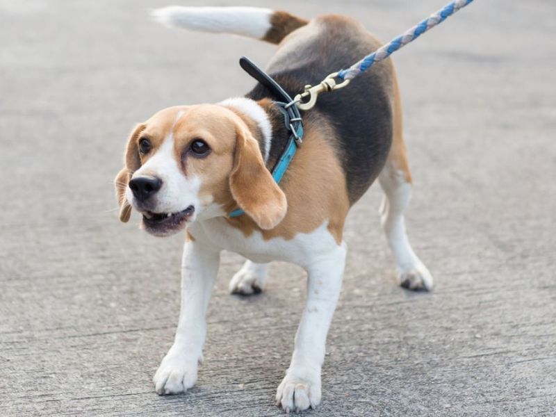 Hund bellt andere Hunde an: Was du dagegen tun kannst