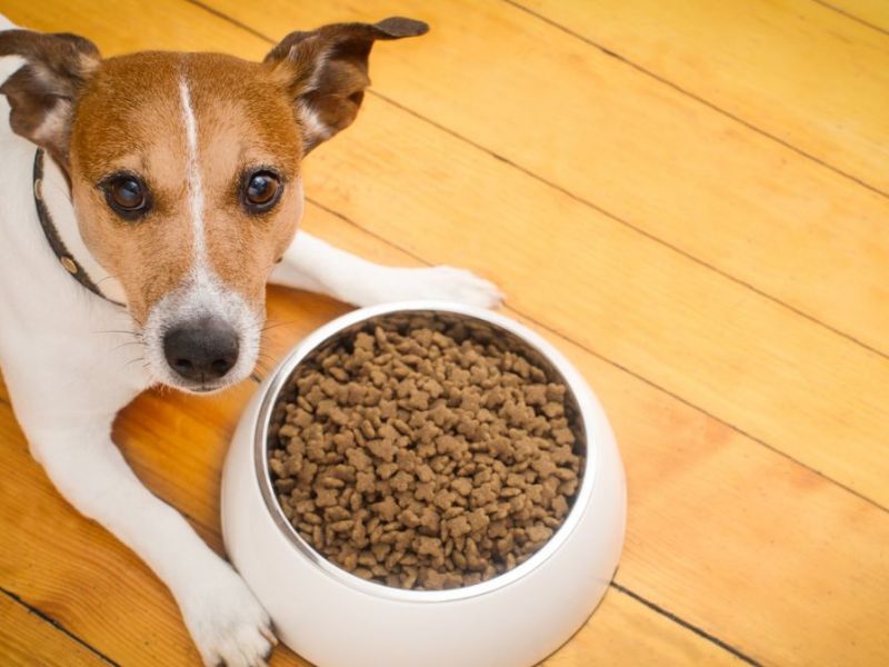 Hund frisst nicht: Das kannst du tun