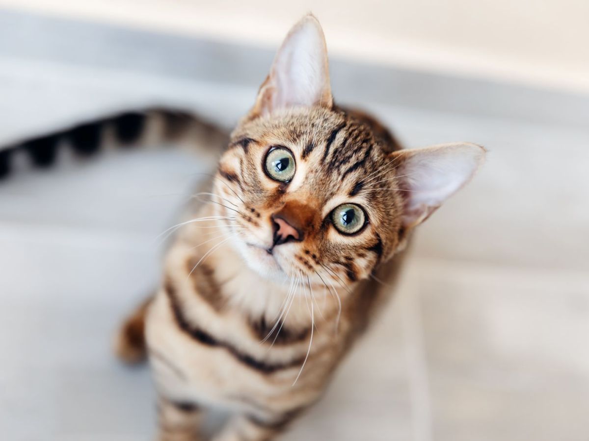 Eine Bengal-Katze guckt in die Kamera