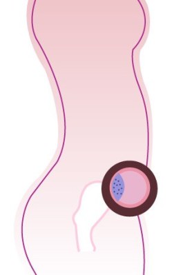 Entwicklung-Embryo, Entwicklung-Baby: 4 SSW (Schwangerschaftswoche)