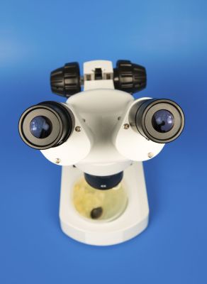 Dieses neugierige Mikroskop macht richtig große Augen