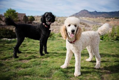 Großpudel sind intelligente und sportliche Hunde, die ursprünglich in der Jagd eingesetzt wurden.