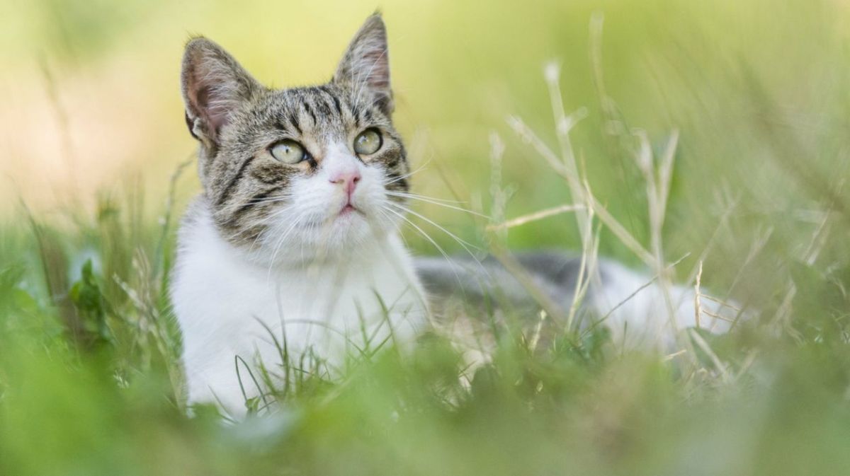 Katze liegt auf dem Rasen 