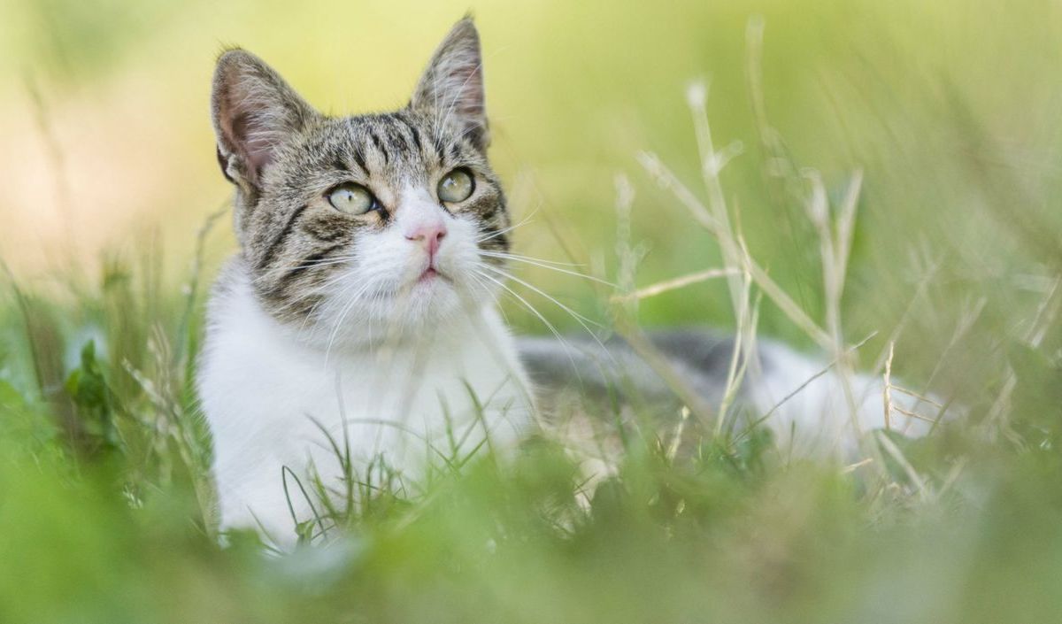Katze liegt auf dem Rasen