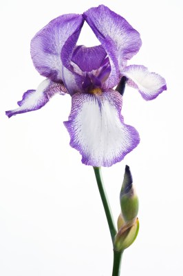 Geburtsblume für Februar: Iris