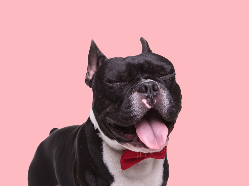 Französische Bulldogge niest