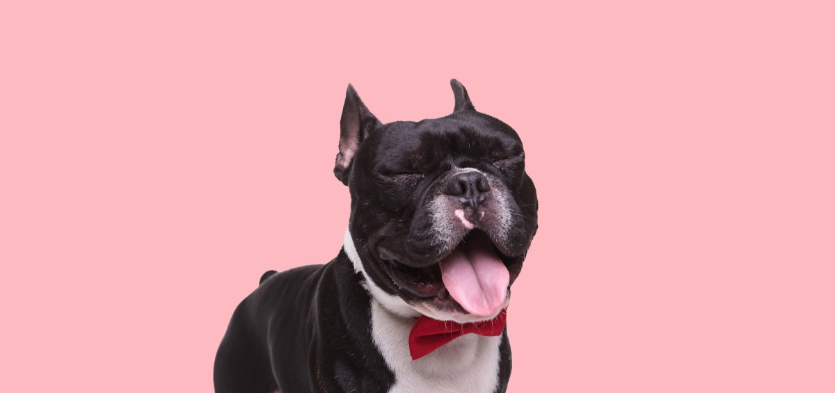 Französische Bulldogge niest