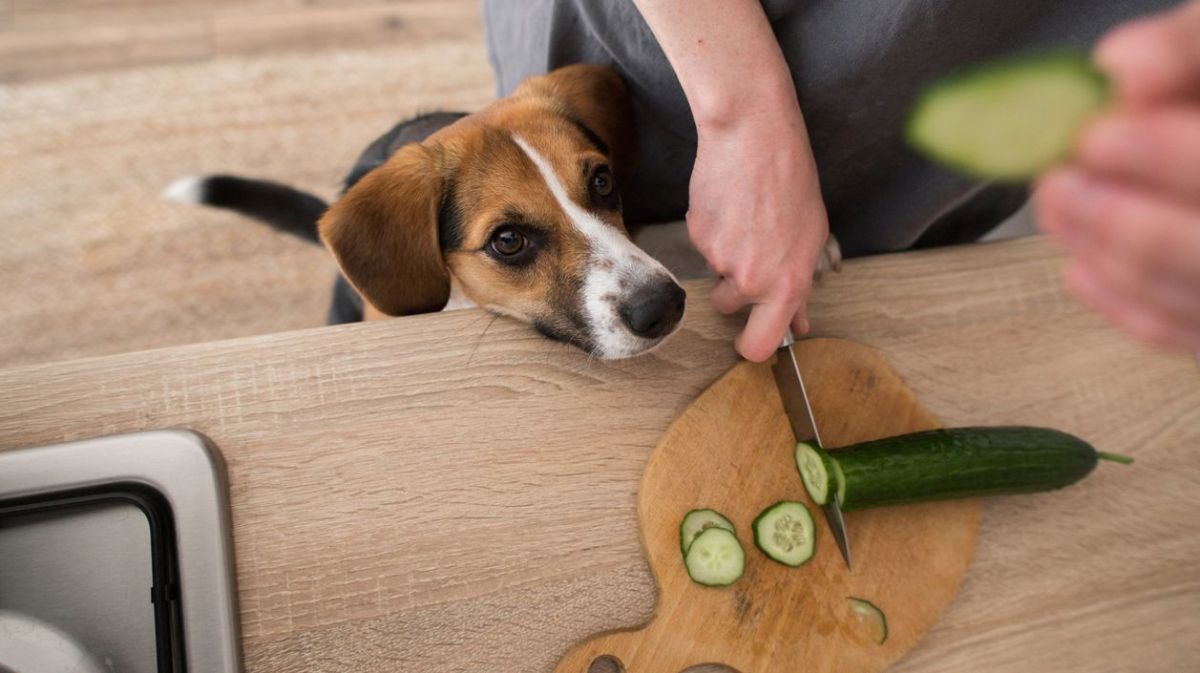 Person schneidet Gurke, Hund schaut dabei zu