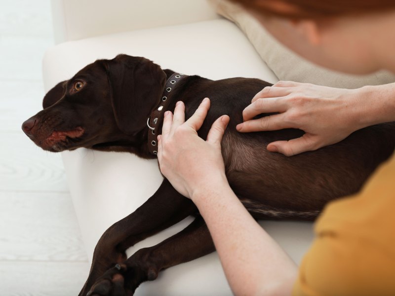 Frauchen untersucht die Haut ihres dunkelbraunen Labradors.