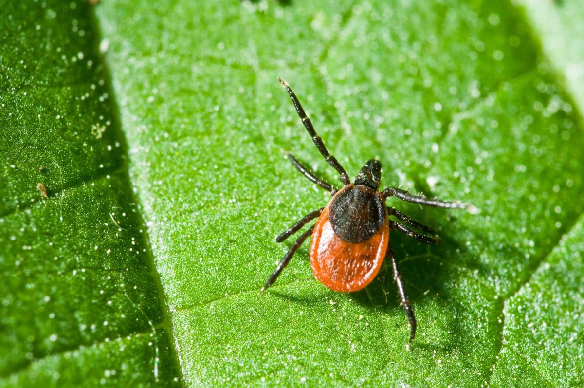 Zecke auf einem Blatt. Ixodes ricinus.