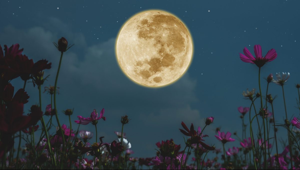 Vollmond am Nachthimmel mit Blumen drumherum.