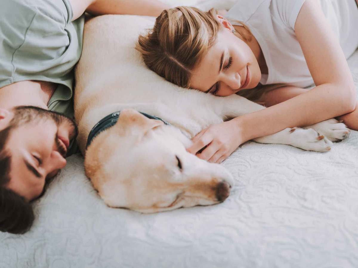 Hund liegt zwischen eine Frau und einem Mann im Bett.