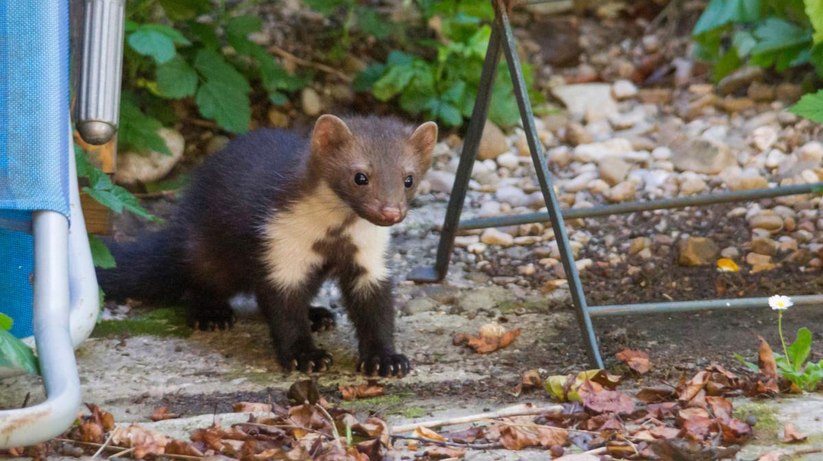 Marder im Garten.