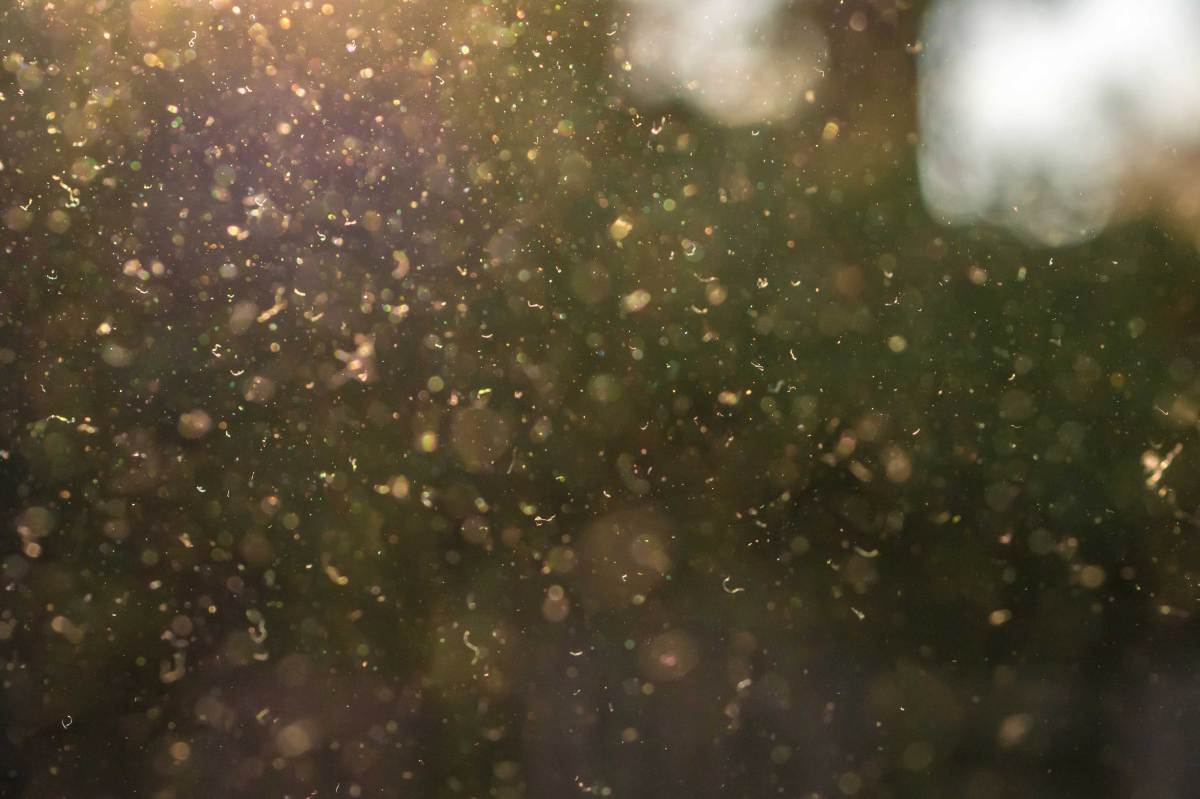 Staub, Pollen und kleine Partikel fliegen durch die Luft im Sonnenschein.