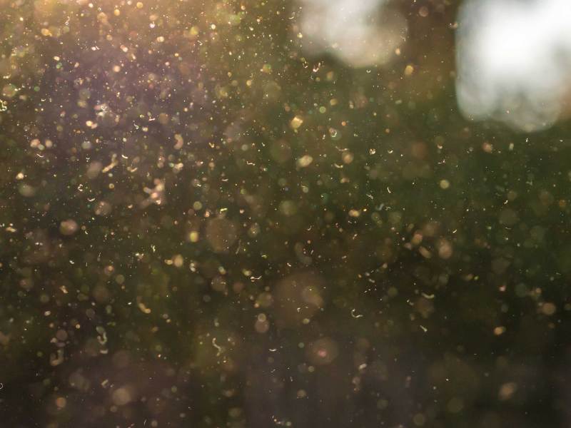 Staub, Pollen und kleine Partikel fliegen durch die Luft im Sonnenschein.