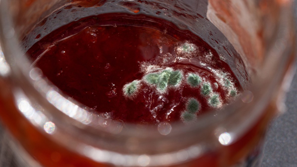 Schimmelige Erdbeerkonfitüre in einem Glas.