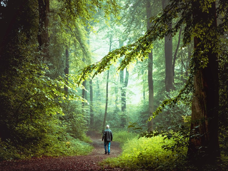 Person wandert durch Wald