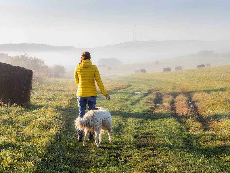 Frau in gelber jacke geht mit Hund an einem Herbstmorgen spazieren