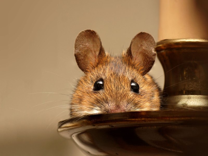 Maus sitzt auf einem braunen Teller