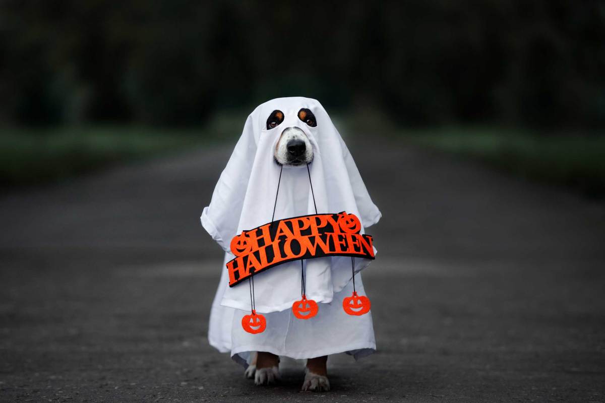 Hund im Geisterkostüm, der ein "Happy Halloween"-Schild im Maul hält