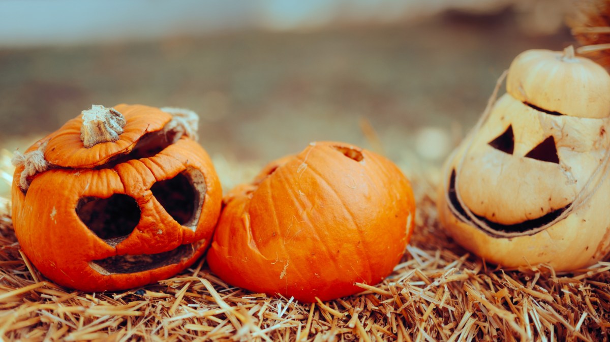 Drei verfaulte Halloween-Kürbisse auf Heu.