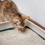 Katze schaut sich sauberes Katzenklo an.