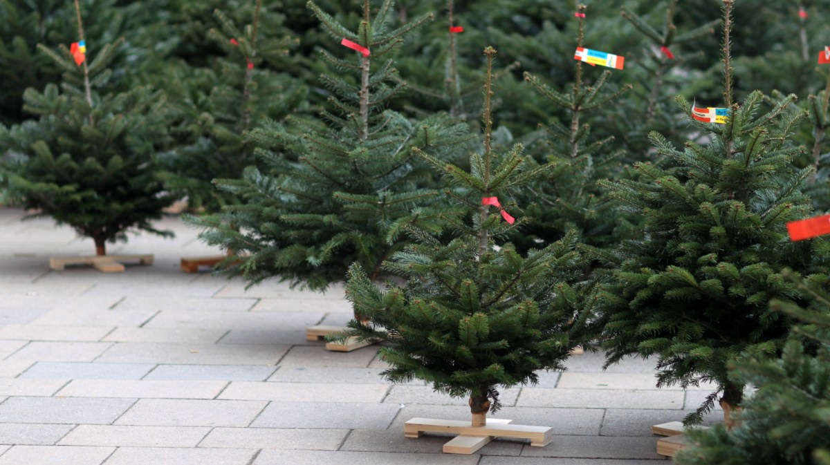 Zu verkaufende Weihnachtsbäume.