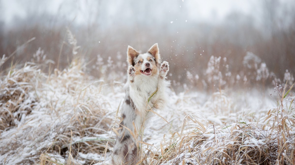 Hund im Schnee