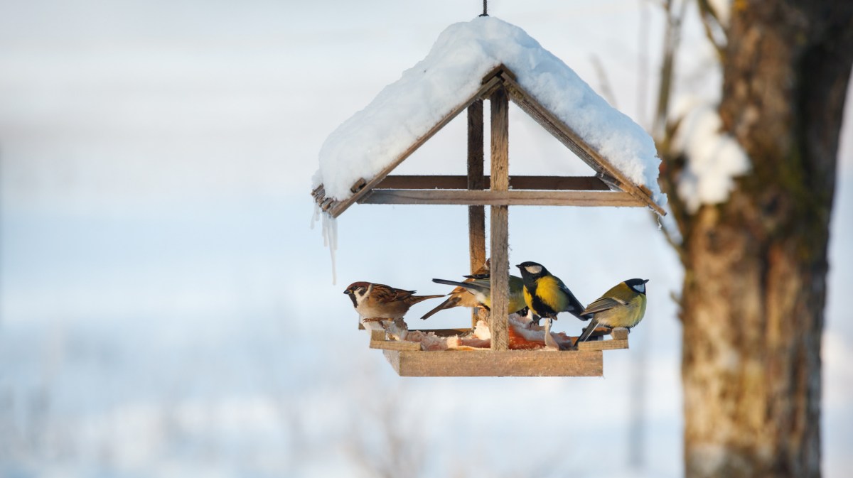 Vögel fressen an einem Futterhäuschen im Winter