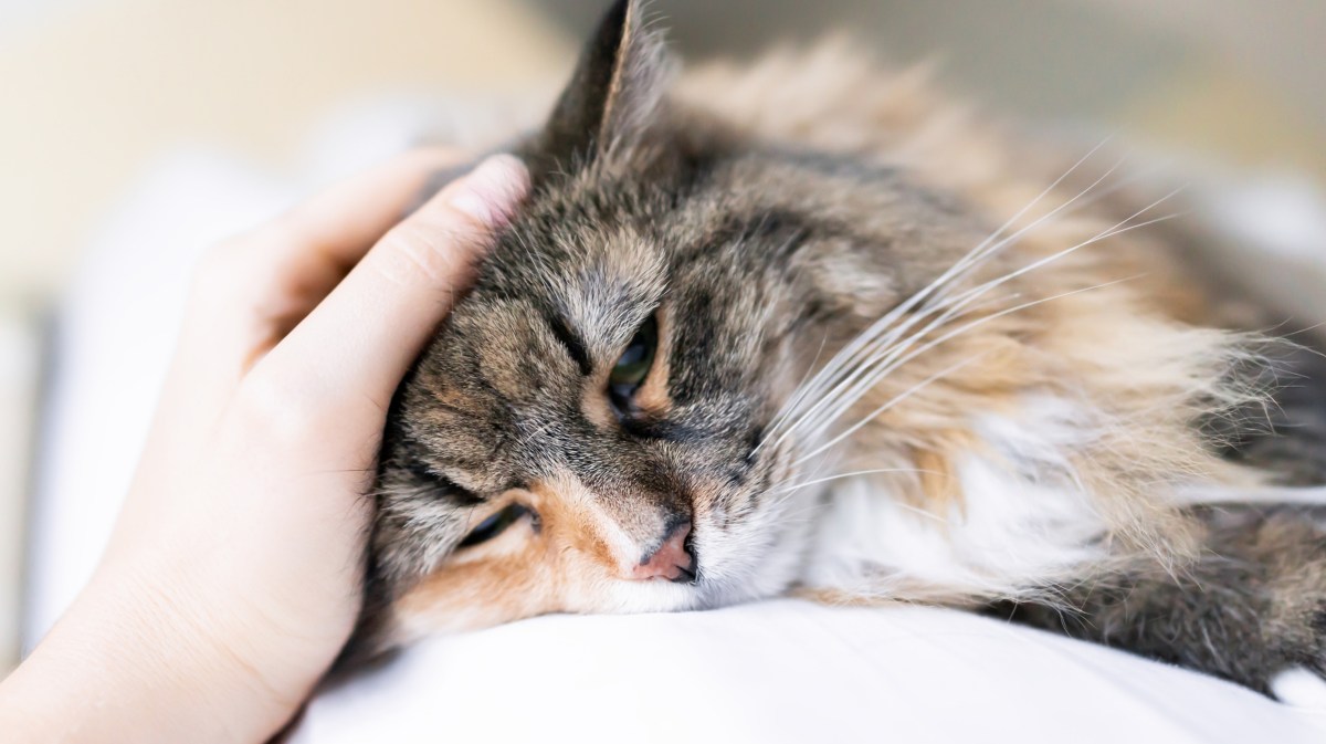 Katze wird von Hand gestreichelt.