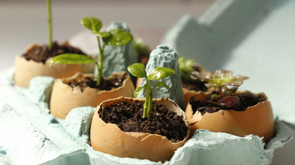 Eierschale mit Erde und kleinem Pflänzchen.