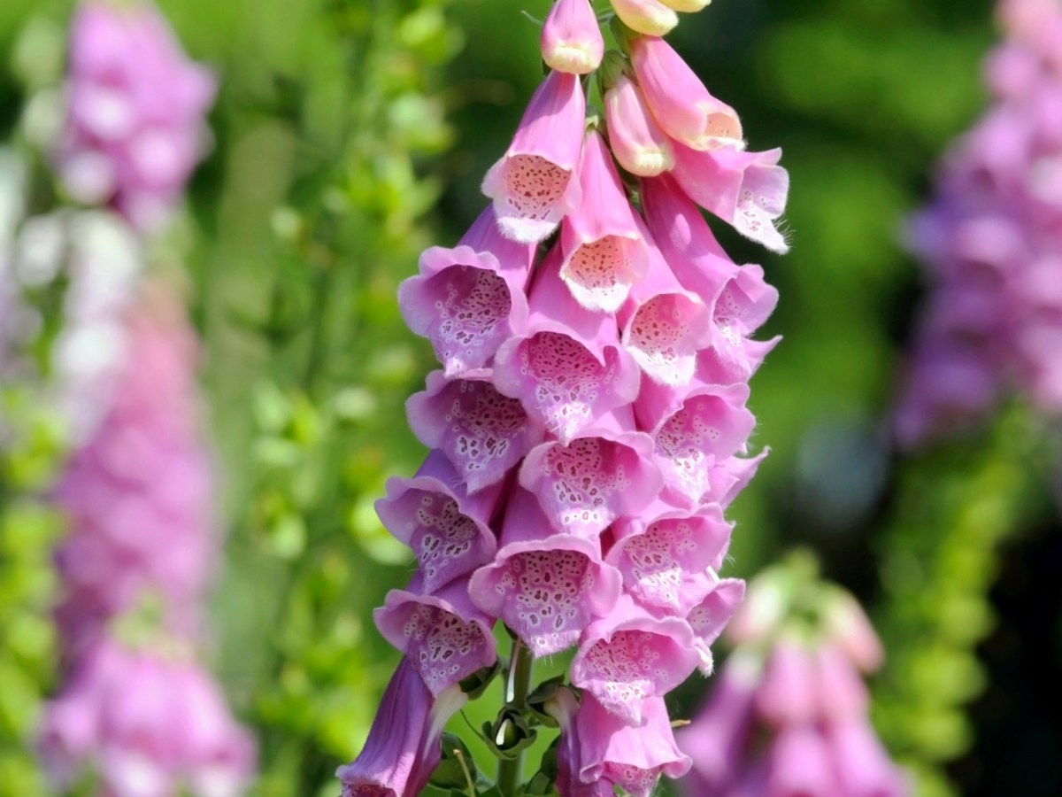 Nahaufnahme einer Fingerhut Blüte im Garten.