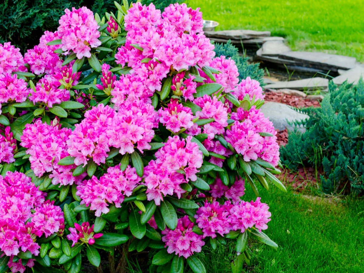 Rosa blühender Rhododendron Strauch im Garten.