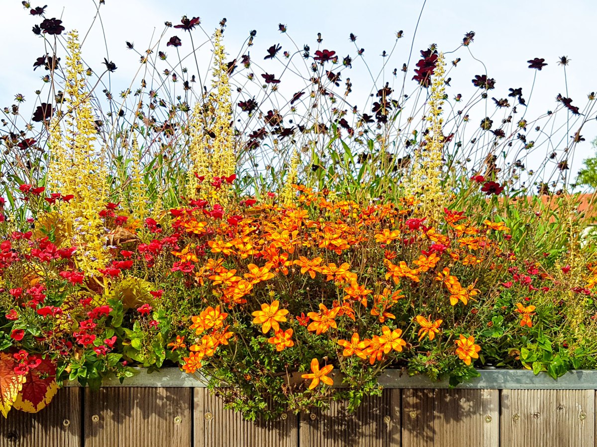Orange und rote Stauden, die &uuml;ppig im Garten wachsen