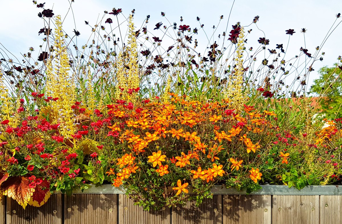 Orange und rote Stauden, die üppig im Garten wachsen