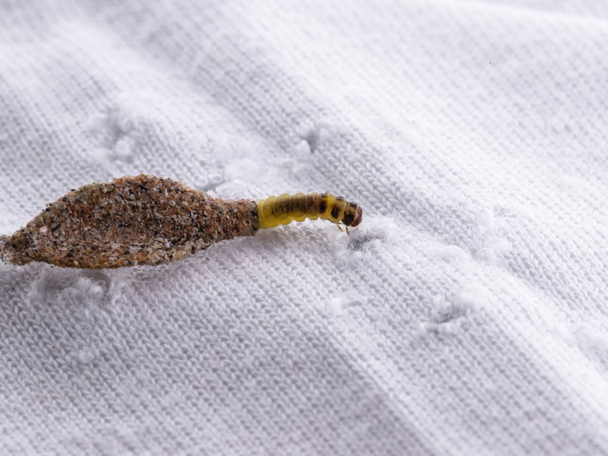 Kleidermotte auf einem wei&szlig;en T-Shirt mit L&ouml;chern.