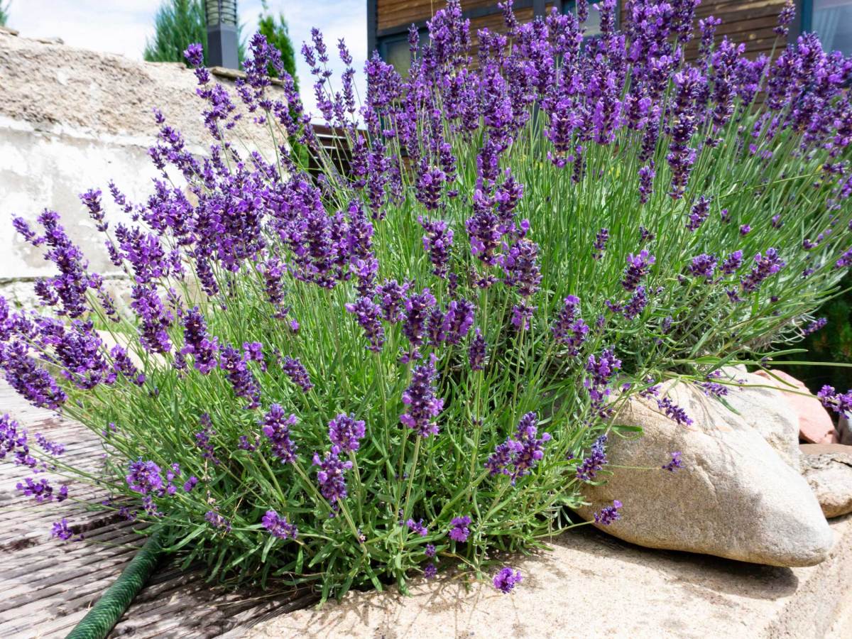 Pr&auml;chtiger Lavendel im Garten umgeben von gro&szlig;en Steinen und Holzterrasse.